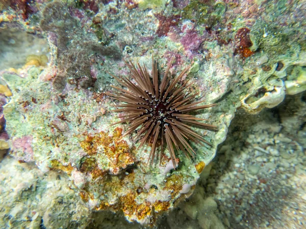 홍해의 산호초에 Urchin — 스톡 사진