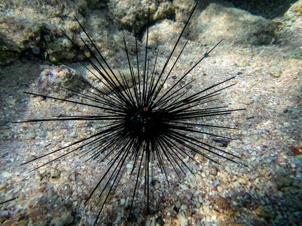 Tengeri Sün Egy Korallzátonyon Vörös Tengeren — Stock Fotó