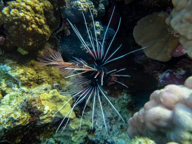 Kızıl Deniz 'deki mercan resifinde aslan balığı.