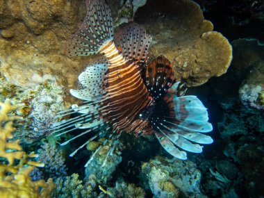 Kızıl Deniz 'deki mercan resifinde aslan balığı.