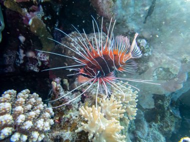 Kızıl Deniz 'deki mercan resifinde aslan balığı.