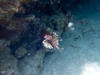 Kızıl Deniz 'deki mercan resifinde aslan balığı.