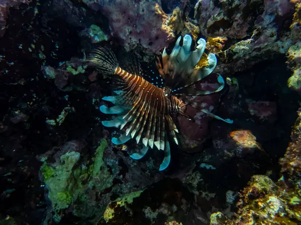 Kızıl Deniz Deki Mercan Resifinde Aslan Balığı — Stok fotoğraf