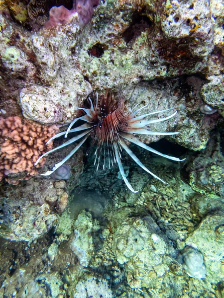 Oroszlánhal Egy Korallzátonyon Vörös Tengeren — Stock Fotó