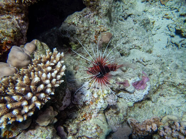 Lionfish Recife Coral Mar Vermelho — Fotografia de Stock