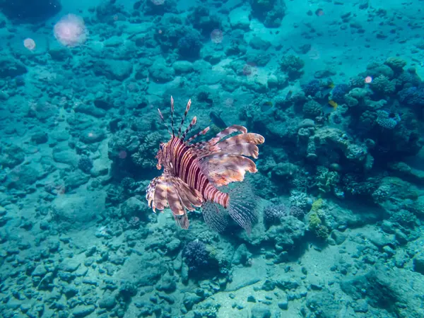 Pez León Arrecife Coral Mar Rojo — Foto de Stock