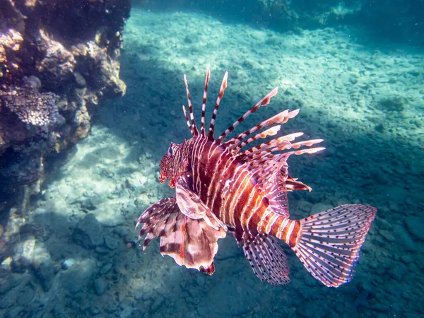 Kızıl Deniz 'deki mercan resifinde aslan balığı.