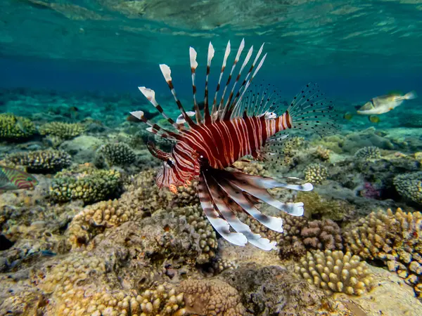 紅海のサンゴ礁のライオンフィッシュ — ストック写真