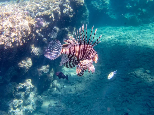 Pez León Arrecife Coral Mar Rojo — Foto de Stock