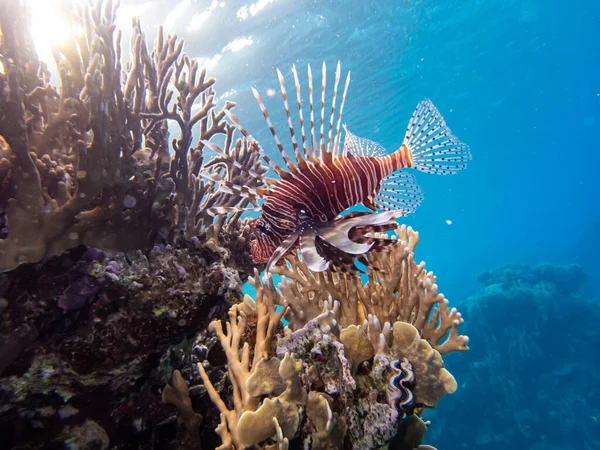 紅海のサンゴ礁のライオンフィッシュ — ストック写真