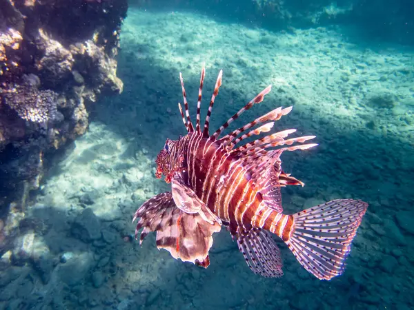 Lionfish Ένα Κοραλλιογενή Ύφαλο Στην Ερυθρά Θάλασσα Royalty Free Εικόνες Αρχείου