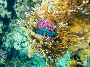 Kızıl Deniz 'deki bir mercan resifinde Tridacna