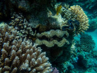 Kızıl Deniz 'deki bir mercan resifinde Tridacna