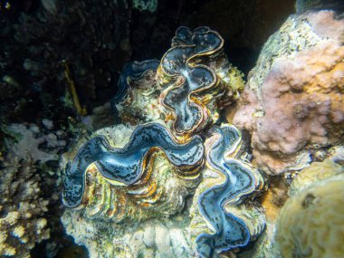 Kızıl Deniz 'deki bir mercan resifinde Tridacna