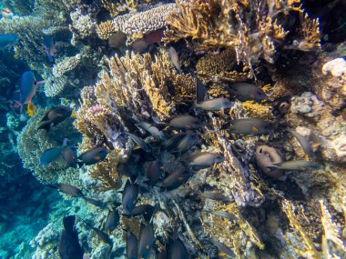 Acanthurus Sohal ya da Kızıl Deniz 'deki mercan resifinde cerrah balığı.