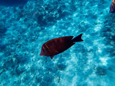 Acanthurus Sohal ya da Kızıl Deniz 'deki mercan resifinde cerrah balığı.