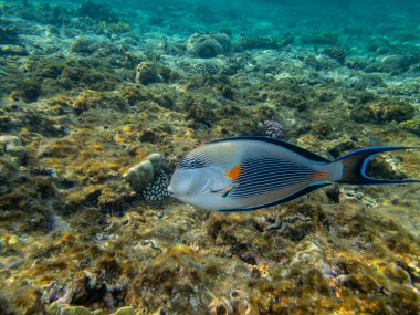 Acanthurus Sohal ya da Kızıl Deniz 'deki mercan resifinde cerrah balığı.