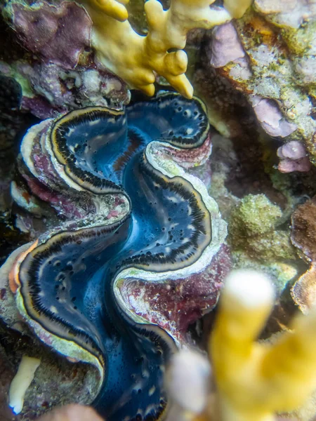 Tridacna Dans Récif Corallien Dans Mer Rouge — Photo