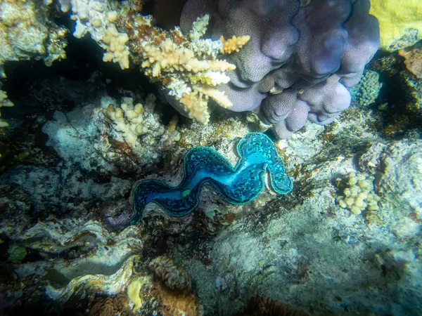 홍해의 산호초에있는 Tridacna — 스톡 사진
