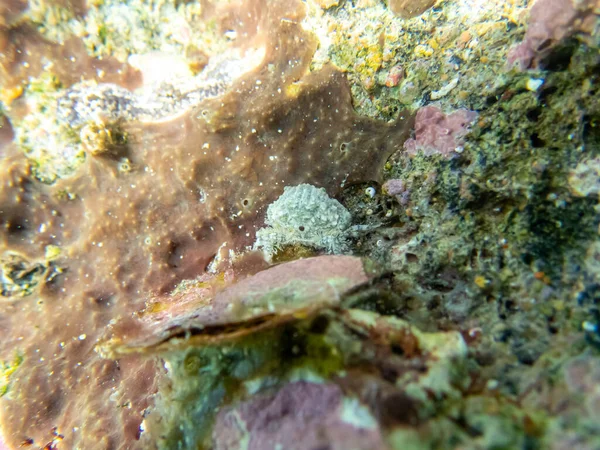 Маленький Білий Краб Захований Кораловому Рифі Червоному Морі — стокове фото