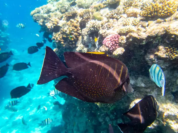 stock image Acanthurus sohal or surgeonfish in a coral reef in the Red Sea