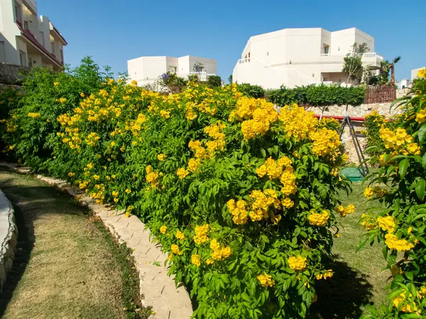 Fleurs Colorées Sur Terrain Hôtel Égyptien — Photo