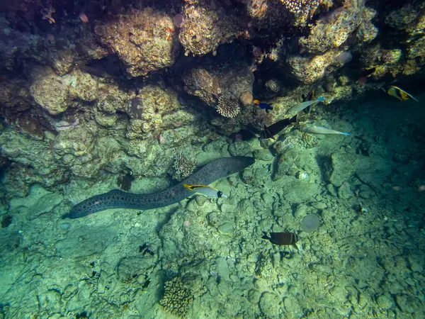 Чорний Морський Вугор Кораловому Рифі Червоному Морі — стокове фото