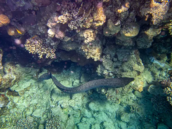 红海珊瑚礁中的黑尾鳗鱼 — 图库照片
