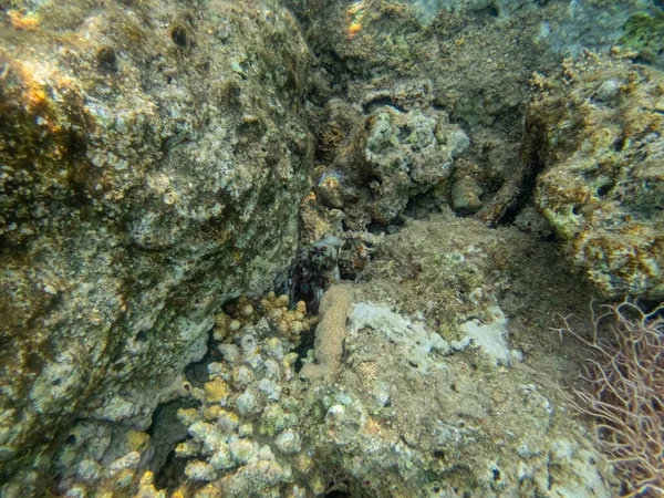一只章鱼藏在红海的珊瑚礁里 — 图库照片