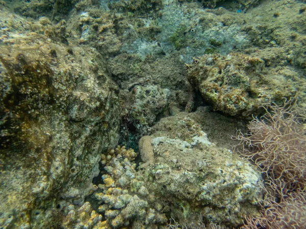 一只章鱼藏在红海的珊瑚礁里 — 图库照片