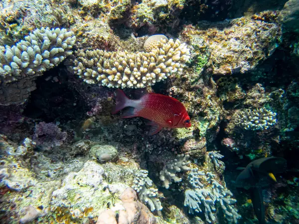 stock image Bulleye Hamrur in the coral reef of the Red Sea