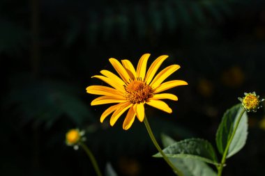 Harkov avlusundaki Kudüs enginarı. Güzel sarı çiçek.