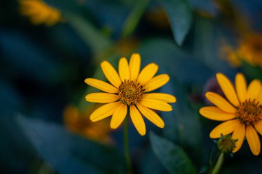 Harkov avlusundaki Kudüs enginarı. Güzel sarı çiçek.