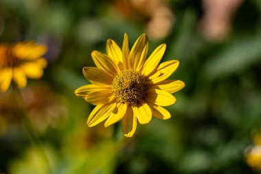 Harkov avlusundaki Kudüs enginarı. Güzel sarı çiçek.