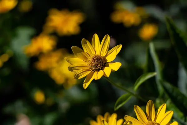 Αγκινάρα Ιερουσαλήμ Στην Αυλή Του Χάρκοβο Όμορφο Κίτρινο Λουλούδι — Φωτογραφία Αρχείου