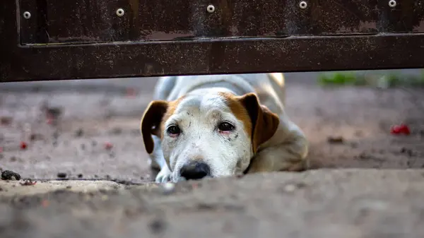Üzgün bir köpek çitin altından dışarı bakar. Kharkov bahçesinde yalnız bir köpek..