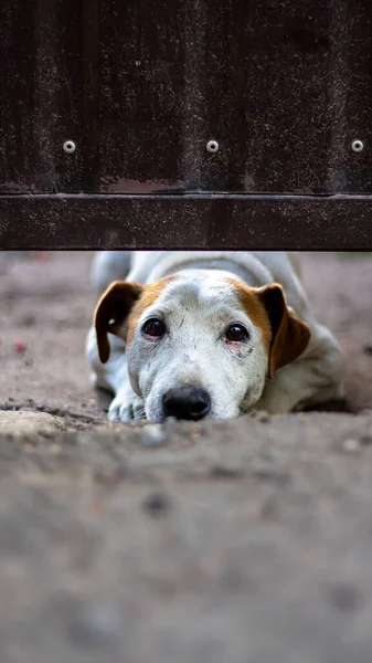 Een Droevige Hond Kijkt Onder Omheining Uit Eenzame Hond Tuin — Stockfoto
