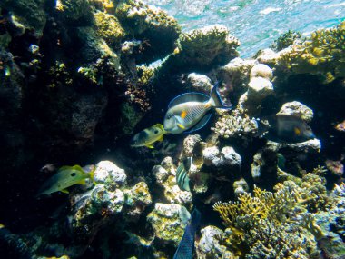 Kızıl Deniz 'in mercan resiflerinin çok güzel sakinleri.