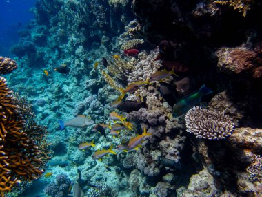 Kızıl Deniz 'in mercan resiflerinin çok güzel sakinleri.
