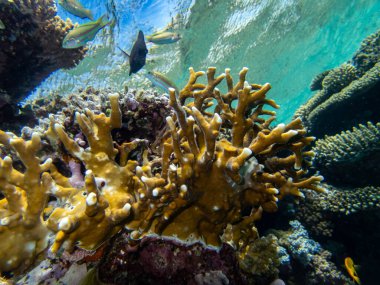 Kızıl Deniz 'in mercan resiflerinin çok güzel sakinleri.