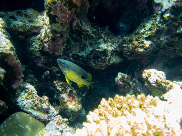 红海珊瑚礁的美丽居民 — 图库照片