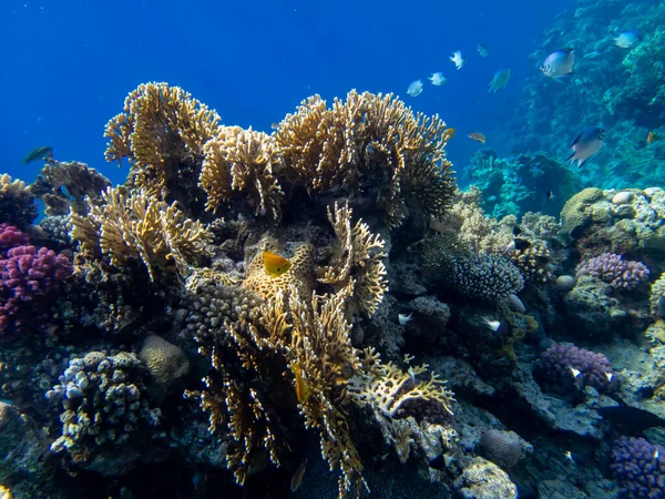 Kızıl Deniz 'in mercan resiflerinin çok güzel sakinleri.
