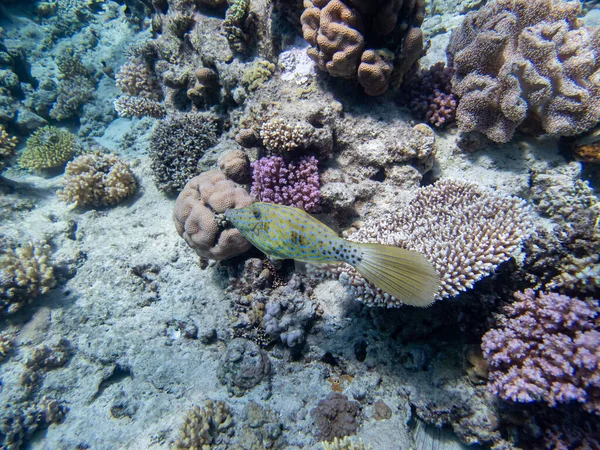 Bardzo Piękni Mieszkańcy Rafy Koralowej Morza Czerwonego — Zdjęcie stockowe