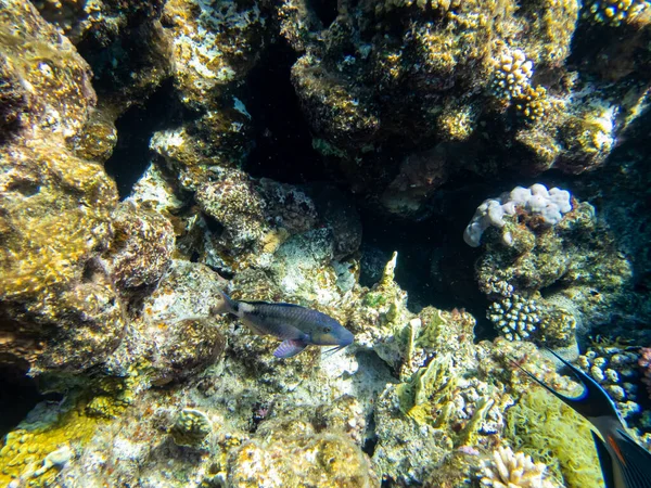 Muy Hermosos Habitantes Del Arrecife Coral Del Mar Rojo —  Fotos de Stock