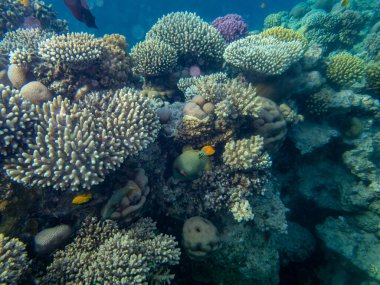 Kızıl Deniz mercan resifinin renkli sakinleri
