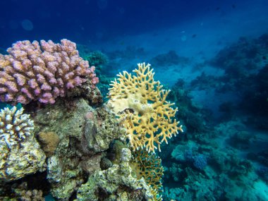 Kızıl Deniz mercan resifinin renkli sakinleri