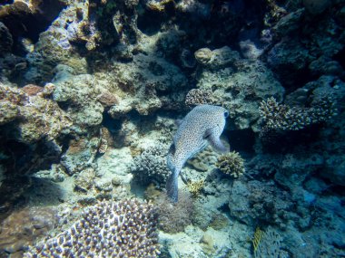 Kızıl Deniz mercan resifinin renkli sakinleri