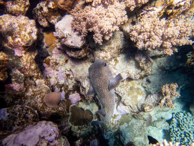 Kızıl Deniz mercan resifinin renkli sakinleri