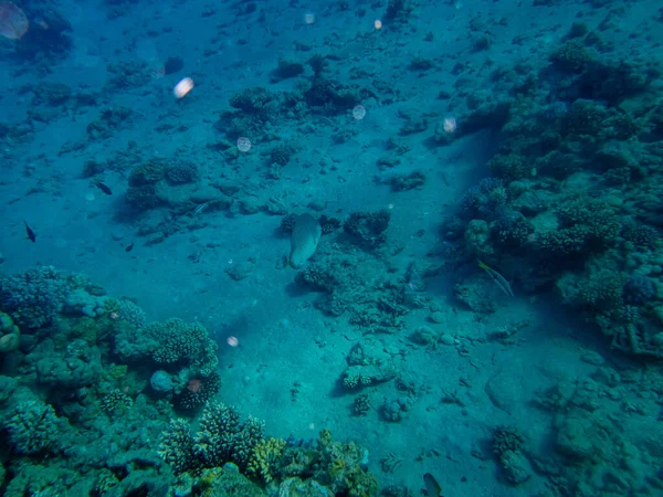 Färgglada Invånare Röda Havets Korallrev — Stockfoto