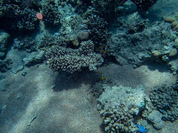 红海珊瑚礁多彩的居民 — 图库照片